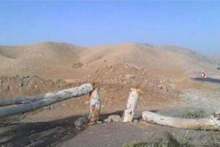 قطع درخت 400 ساله به قصد انتقام از پلیس قطع درخت 400 ساله به قصد انتقام از پلیس