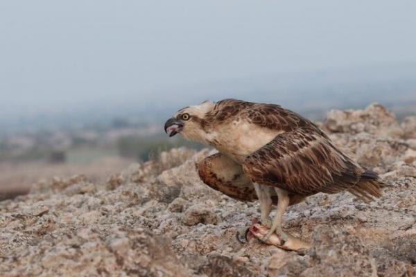 تیمار و رهاسازی عقاب ماهی گیر در نای بند
